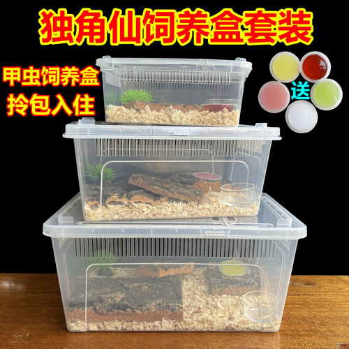 独角仙饲养盒成虫昆虫活虫天牛锹
