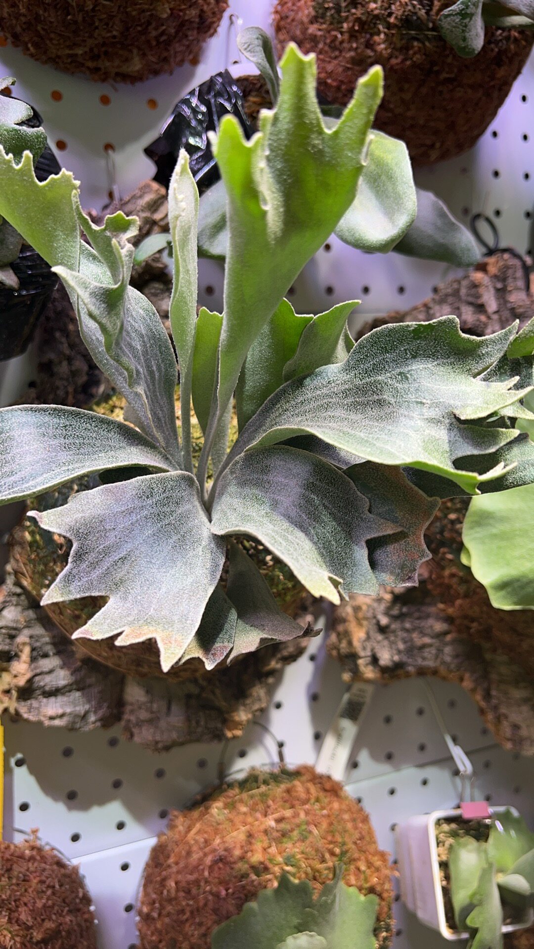 P. willinckii “Spur “骨刺侏儒鹿角蕨龙骨芽非组培tc苗