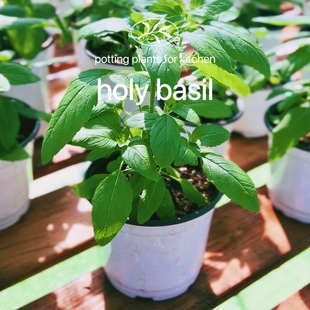 植遇泰国新鲜打抛叶盆栽打抛饭种子甲抛krapow圣罗勒种植阳台绿植