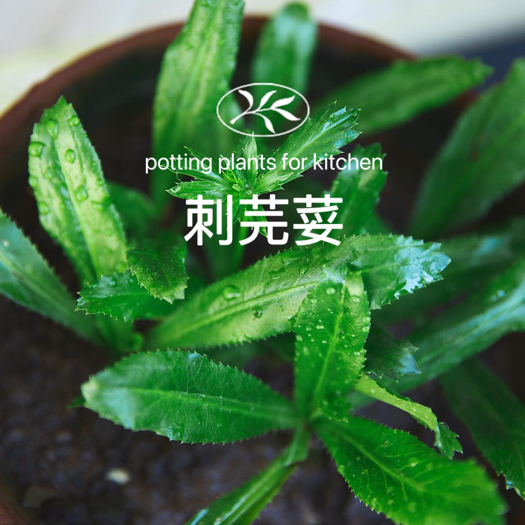 植遇芫荽盆栽新鲜刺芹泰餐原料假香菜盆栽种子室内绿植可食用香草