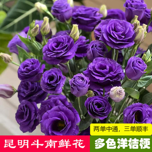 深紫洋桔梗鲜花家用插花水培白色洋桔梗鲜切花云南基地直发洋桔梗