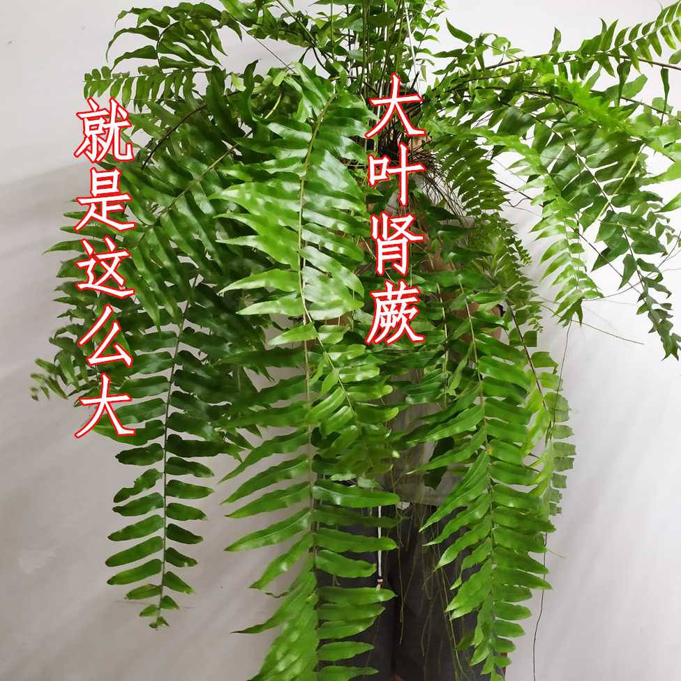 大型观赏蕨类 威武蕨 大叶肾蕨 雨林植物霸王蕨包邮