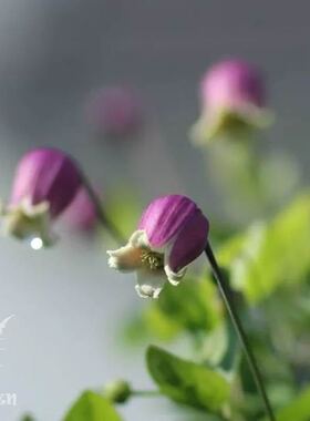 77花卉铃铛铁线莲 胭脂扣 当年可开花的壮实苗 包邮低价特惠