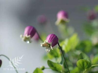 花卉铃铛铁线莲胭脂扣低价特惠