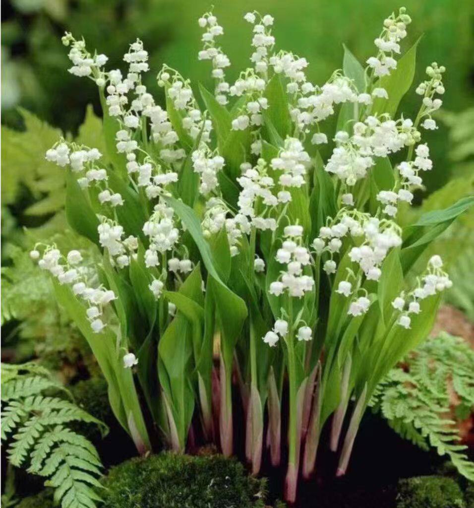 荷兰进口原盆铃兰盆栽 仙气飘飘的品种 香味好闻耐寒老桩