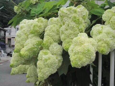 现货带花发货  栎叶绣球 和声  哈曼尼 保证对版日本进口原盆包邮