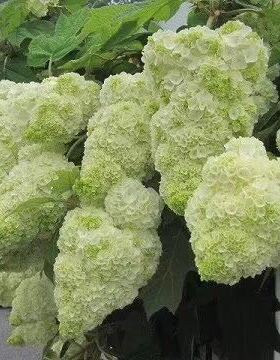 现货带花发货  栎叶绣球 和声  哈曼尼 保证对版日本进口原盆包邮