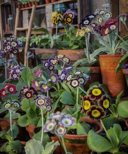 耳叶报春阳台庭院盆栽秋冬季开哈