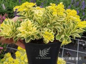 77花卉 荷兰进口新品多肉植物 亚特兰蒂斯 锦叶多肉 耐寒耐热美观