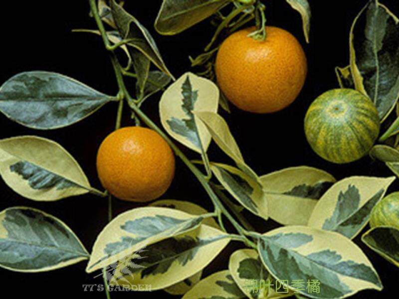 【77花卉】泰国地球柑适合室内养护的锦叶橘 做果酱泡茶都很nice
