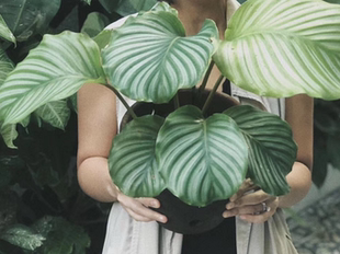 多品种竹芋青苹果 小盆栽客厅室内办公室桌面观叶小盆景净化空气