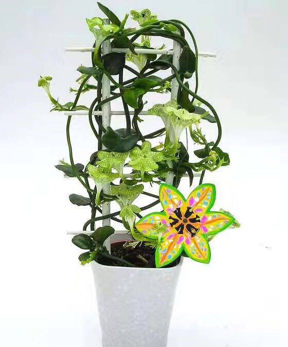 【77花卉】南非进口植物 降落伞 醉龙  非洲降落伞 单颗包邮现货