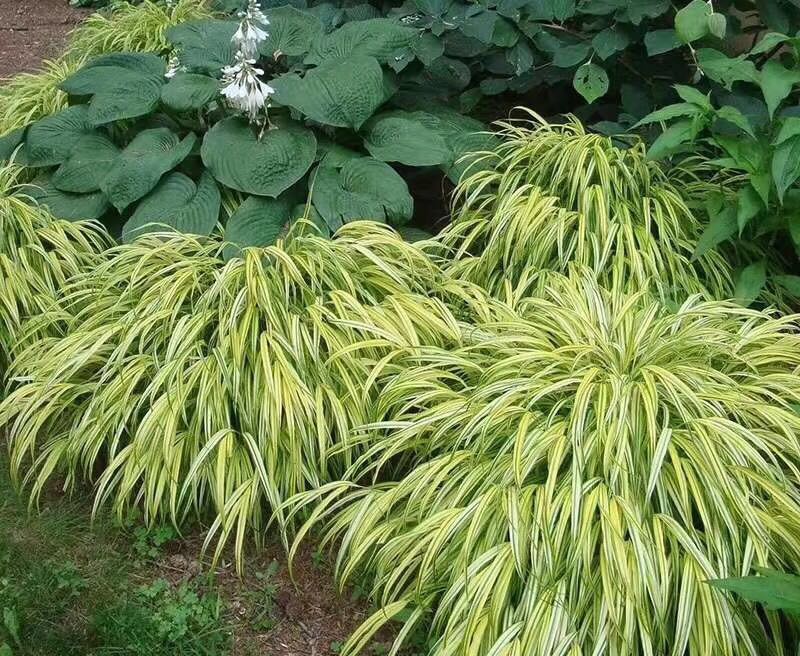 【77花卉】日本山野草箱根知风草