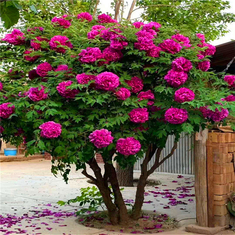 牡丹树盆景室外造型真树庭院老桩名贵牡丹老桩花卉苗盆栽好养植物