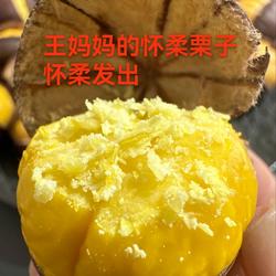 怀柔栗农直发2025年甜糯北京怀柔板栗油栗生栗子新鲜正宗