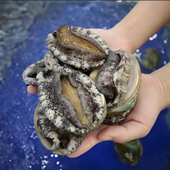 海鲜水产鲜活大鲍鱼鲜活6头特大号新鲜小黑金鲍鱼批发顺丰 包邮