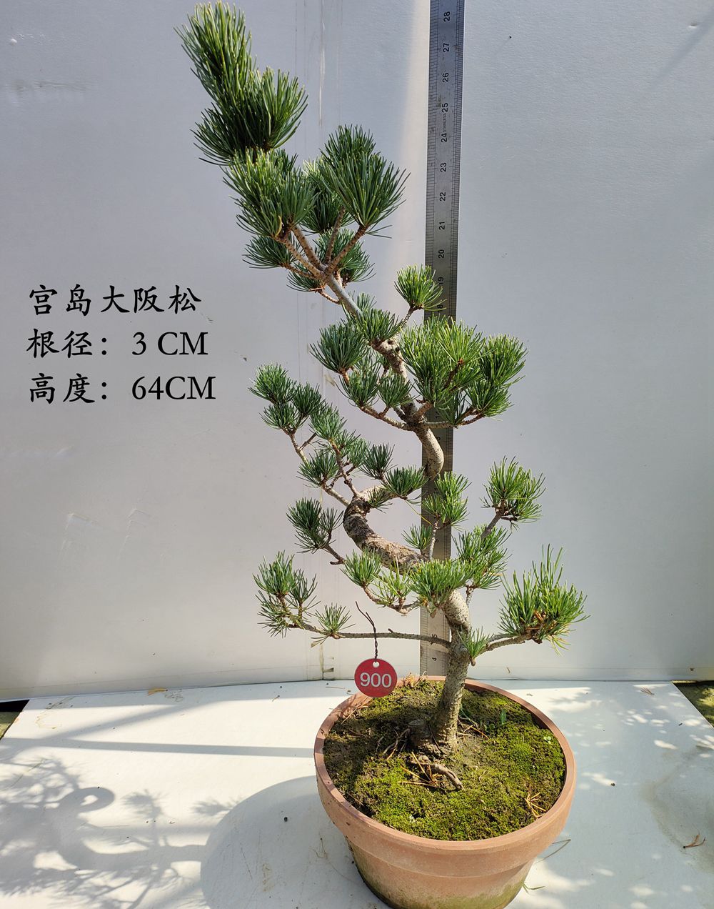 宫岛大阪松盆景耐寒花卉四季常青