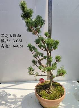 宫岛大阪松盆景耐寒花卉四季常青