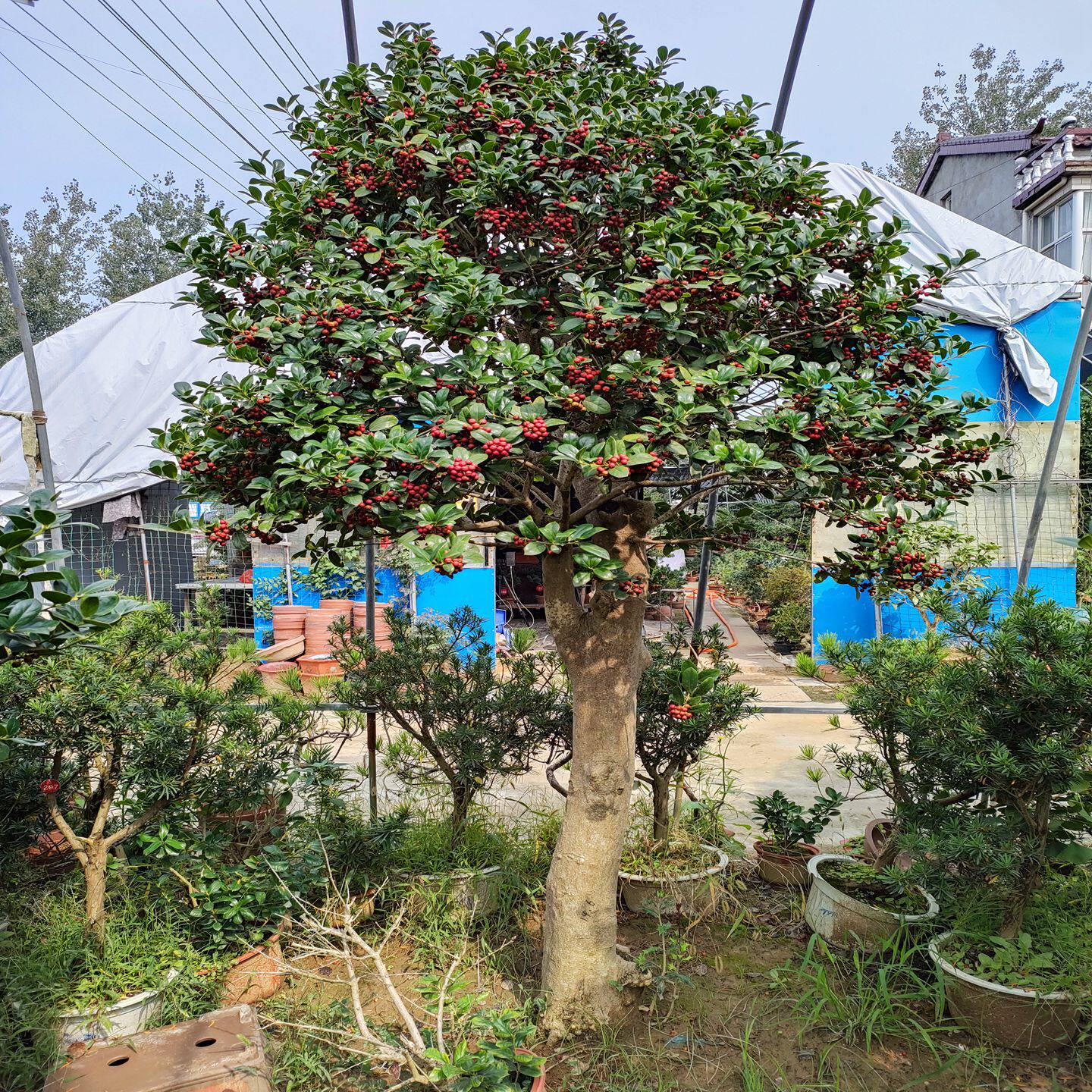 无刺枸骨景观树金玉满堂树满堂红四季常青庭院种植观赏性强美观