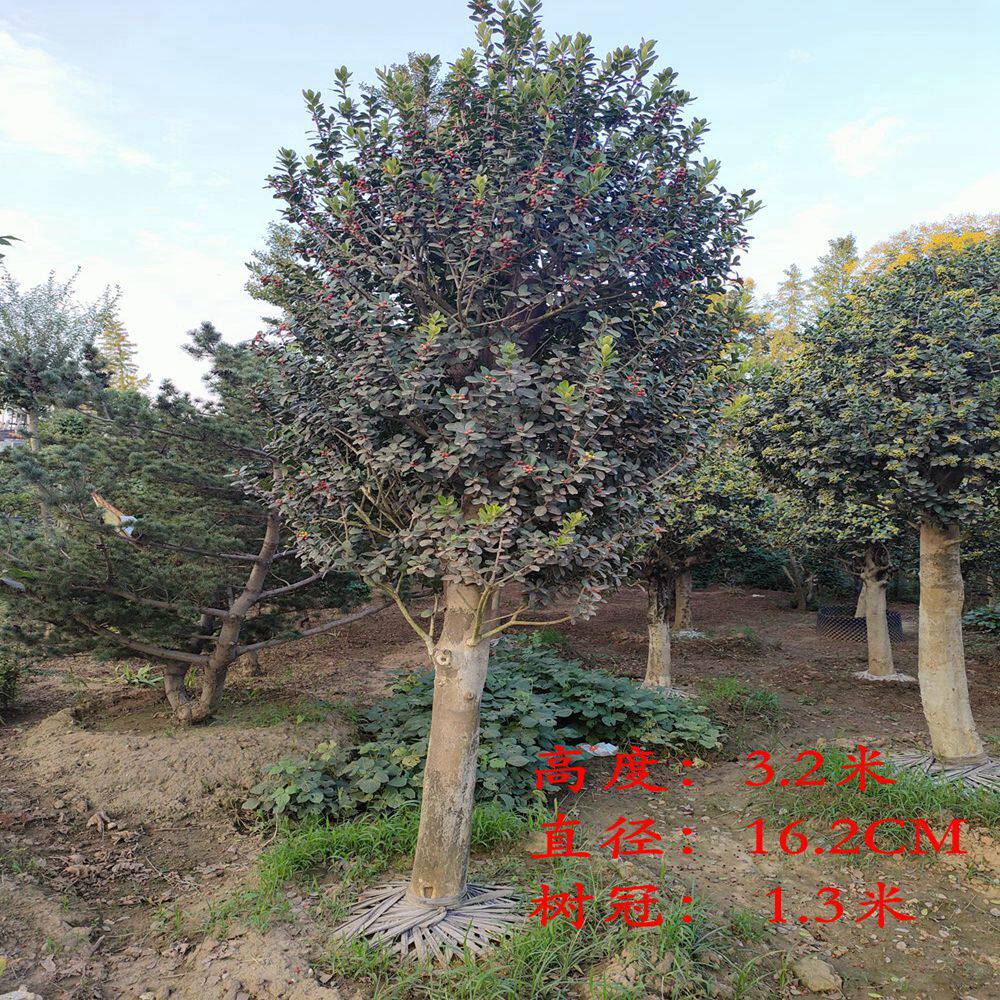 无刺枸骨景观树金玉满堂满堂红四季常青观果观叶植物庭院种植实拍