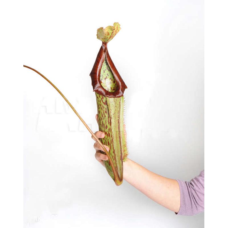 食虫植物-米兰达猪笼草小苗【包邮新手推荐|笼子可以长得很大！