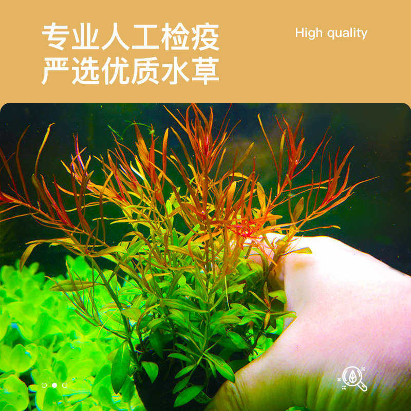 花小鱼鱼缸造景水草植物有茎类合集红丝青叶箦藻夕烧小宝塔紫百