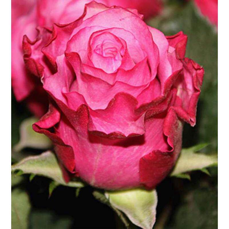 魅影灌木月季切花玫瑰花苗大花四季开花庭院阳台盆栽植物