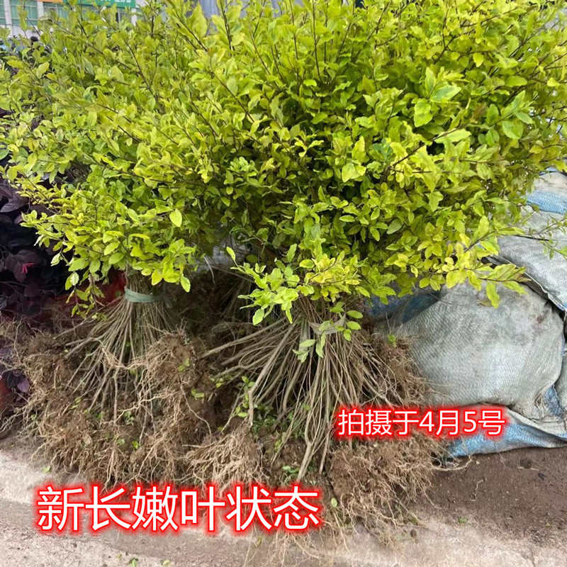 绿化四季常青庭院树棒棒糖蜡树苗工程色块花坛滇女贞川苗新款晶亮