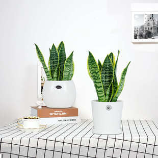 金边虎皮兰植物室内盆栽矮脚绿植吸甲醛短叶桌面净化空气好养花