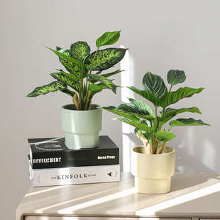 高级仿真绿植室内植物小盆栽造景假花桌面摆件万年青家居摆设装饰