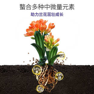 花肥谷君子兰专用控释肥上剑促开花壮根壮苗魔肥颗粒有机缓释肥料