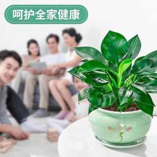 开净化空气绿植四季 大叶金钻盆栽室内绿公主土培四季 常青好养植
