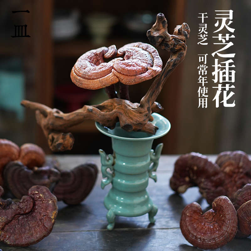 灵芝观赏插花整枝带杆插花花材辅助材料花道中式日式茶室摆设软