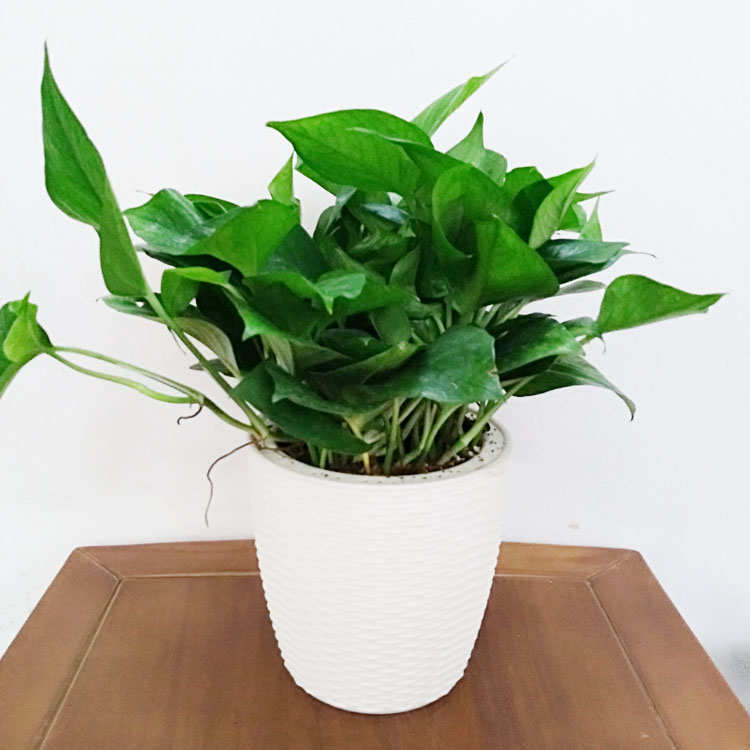 包邮大绿萝新房室内吸除甲醛吊兰花卉绿植绿箩 抗雾霾小盆栽植