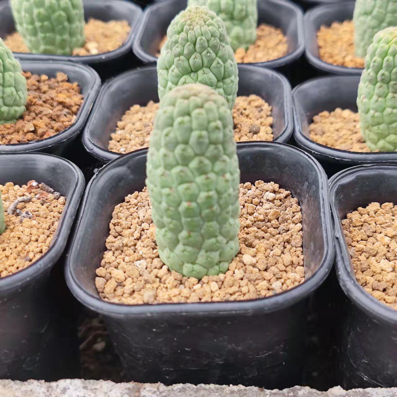 佛头玉仙人球精品稀有萌趣萝藦科开花奇特多肉仙人掌植物盆栽花卉
