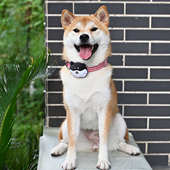 可爱蜜蜂 纯棉舒适宠物狗狗柯基泰迪柴犬项圈脖套颈圈遛狗牵引绳