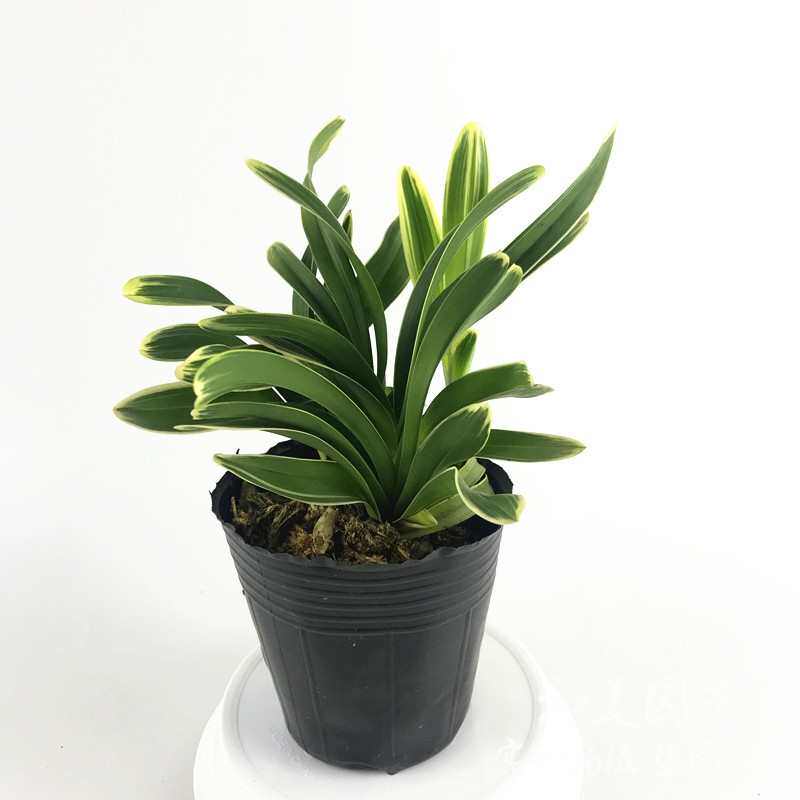 金兰凤凰冠兰花边 千兰花矮凰小凤种金边精品神童桌面兰金 鹤