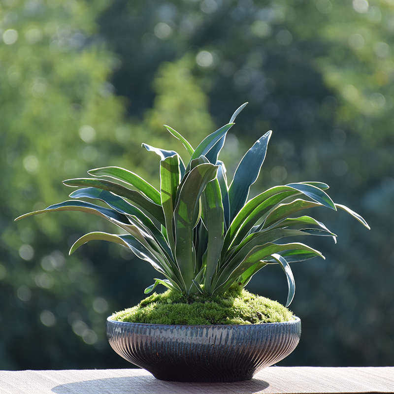 银边中华万年青盆栽植物室内四季常青客厅吸甲醛【乔迁婚嫁贺寿