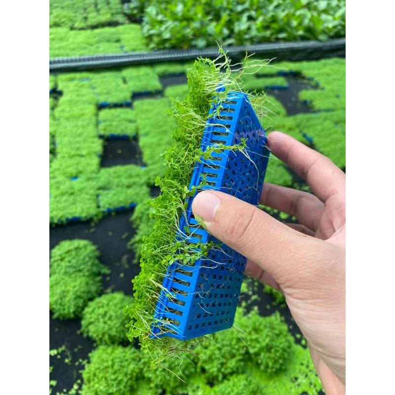 迷你矮珍珠8*15cm盒装水草缸鱼缸草缸造景水培增氧淡水草前景植