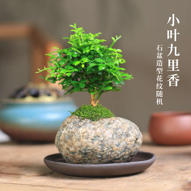 小叶九里香盆栽天然石头微型盆景室内老桩花卉绿植桌面观叶植物