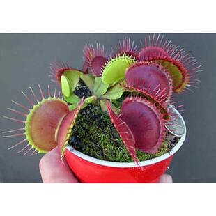 B52捕蝇草 食虫植物盆栽食虫草食人花超大大型巨夹食蝇草食虫纪