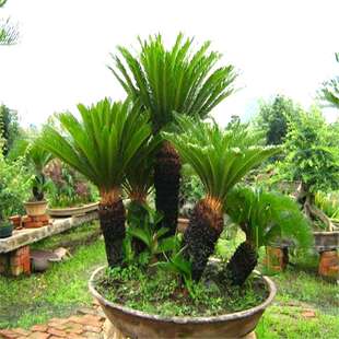 铁树盆栽植物大型室外树苗盆景室内龙缸多头开花公母小苗苏铁肥料
