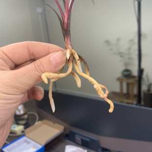 好养红花网红小盆栽室内客厅茶 红草红荷名贵迷你矮种兰花苗四季
