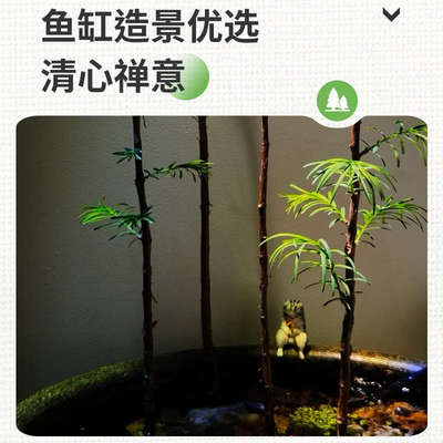水杉鱼缸造景水培溪流缸盆栽盆景鱼池水生植物绿植室内外水草客厅