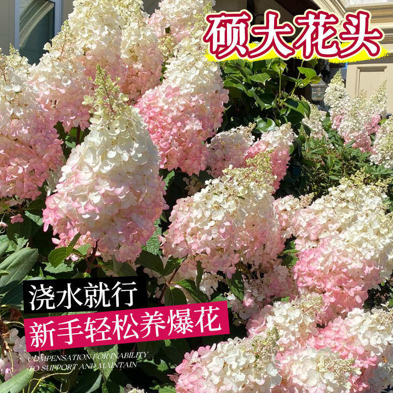 香草草莓圆锥绣球花苗盆栽大花带花苞棒棒糖庭院地栽耐寒花卉植物