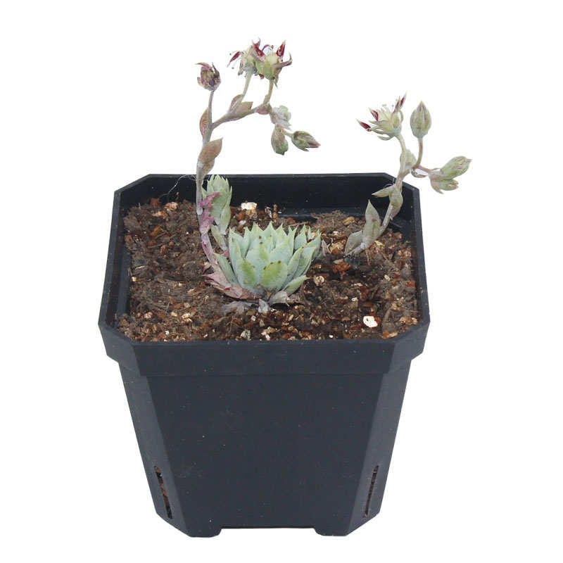 绿植花卉多肉盆栽种植简约加厚塑料花盆正方形黑白彩色款地面叶插