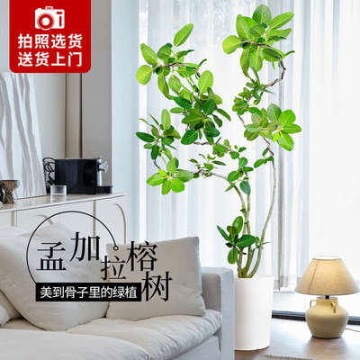 孟加拉榕树盆栽客厅大型绿植高山榕树室内禄植落地黄金榕植物盆