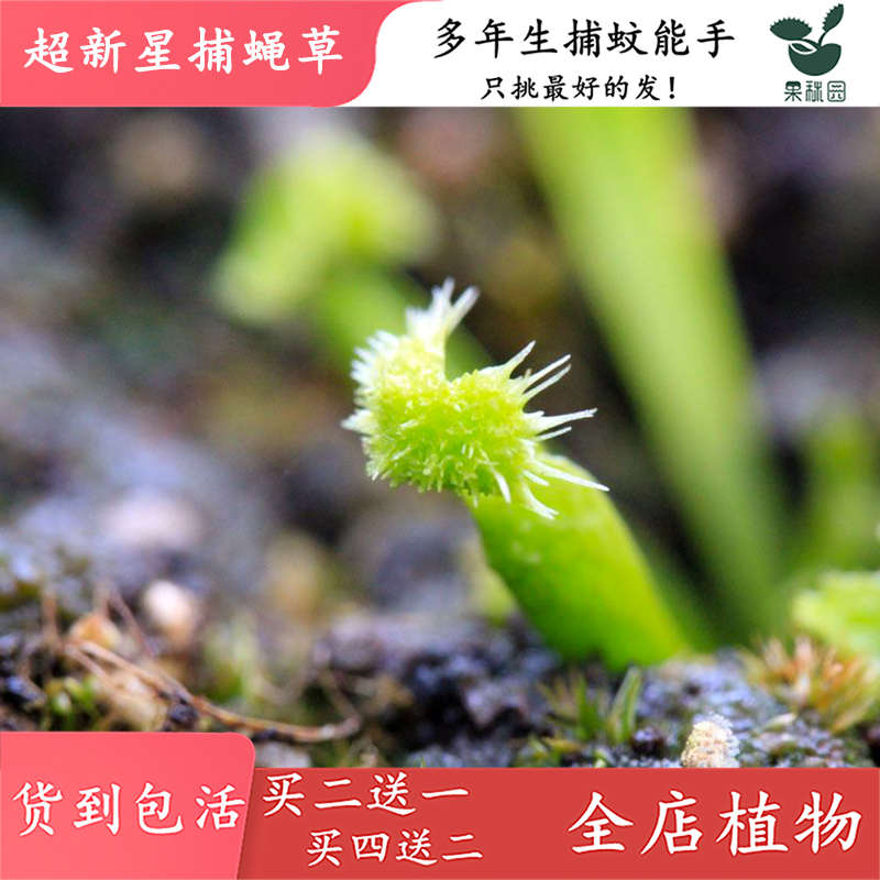 超新星捕蝇草【绒球捕蝇草食虫植物食虫草高端特征品种绿植盆栽
