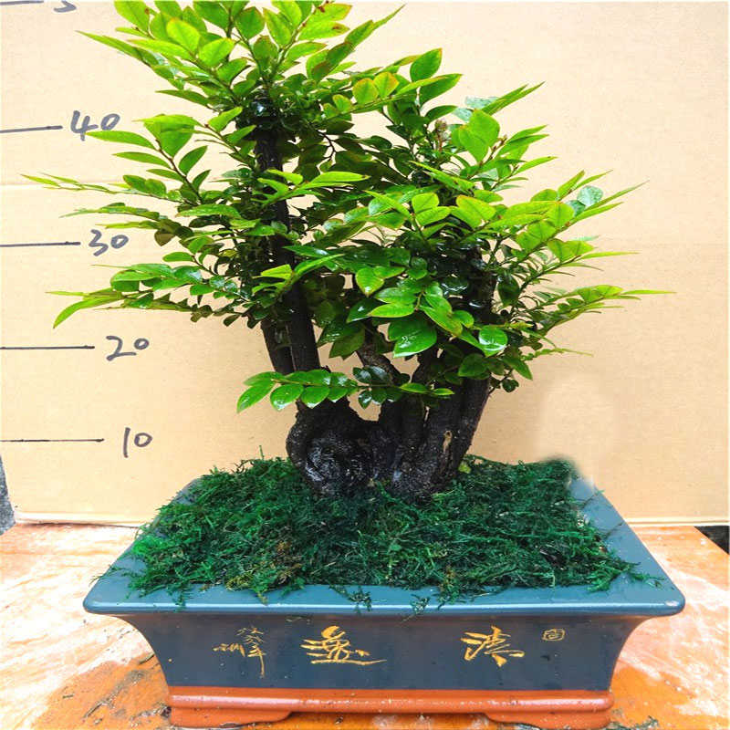 小叶紫檀盆景树桩客厅植物四季常青盆栽室内花 除甲醛绿植 吸甲