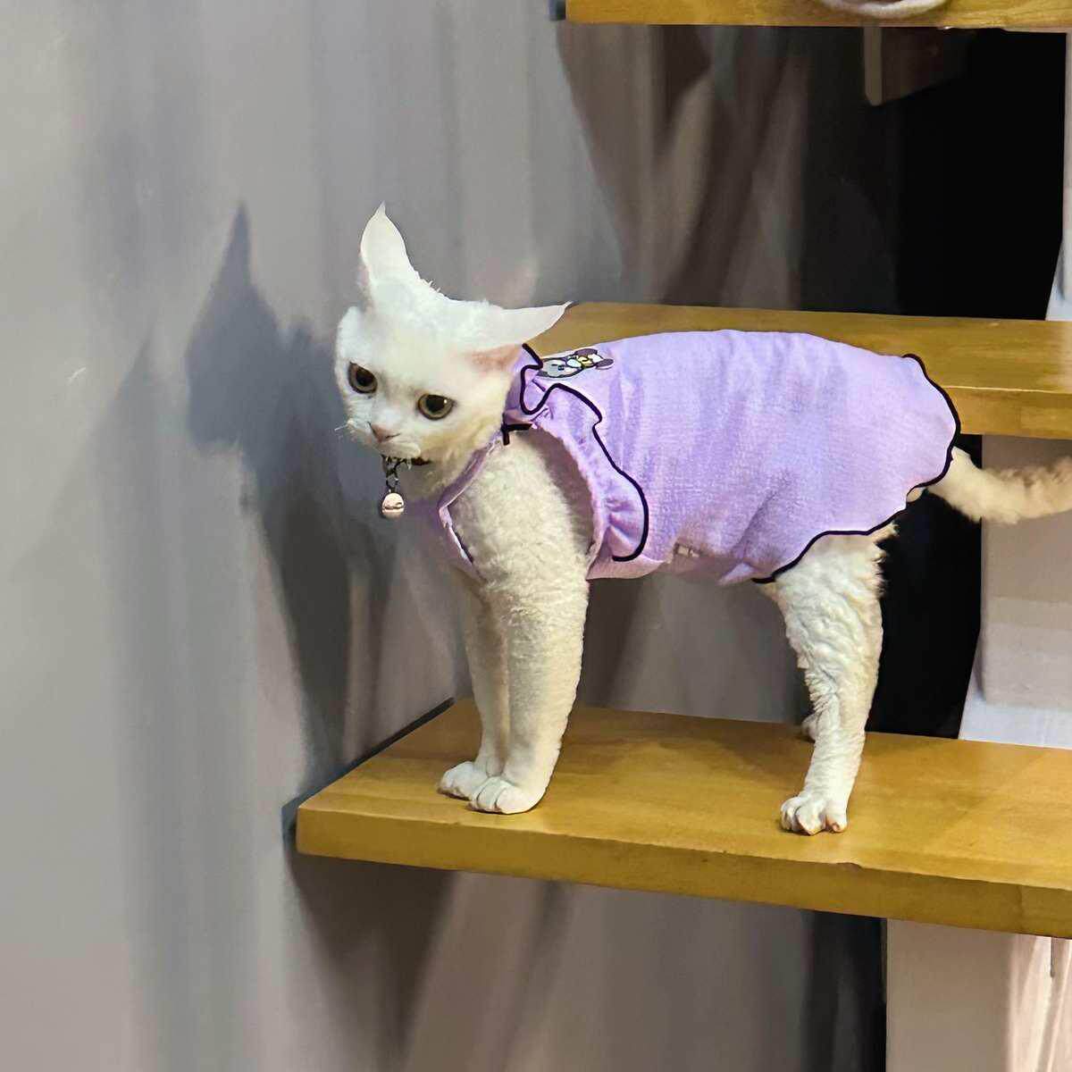 Y·H 甜酷小妹 夏天薄款吊带斯芬克斯无毛猫德文 永禾